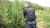 MAC 2014 continuă în forţă. Poliţia de frontieră a depistat un lan de cânepă la Costuleni (FOTO)
