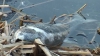 Catastrofă ecologică lângă Chişinău. În lacul Ghidighici au pierit câteva tone de peşte