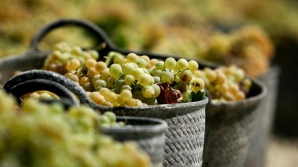 Noi piețe și-au deschis porțile pentru produsele moldovenești. TOP destinații pentru producătorii autohtoni