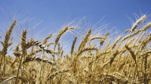 Producția de cereale din acest an va fi mai mare decât în 2013