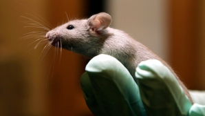 PREMIERĂ MONDIALĂ! Cercetătorii americani au creat în laborator șoareci transparenți