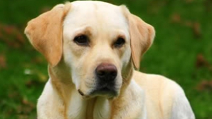 Sală de sport pentru câini. Cât vor trebui să scoată din buzunare stăpânii animalelor pentru un abonament