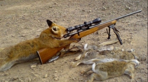 Belea pe capul vulpilor din Moldova. Vânătorii au voie să le ucidă nelimitat