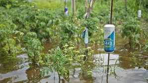 Ploaia torenţială a distrus sute de hectare de culturi agricole! Cel mai mult a avut de suferit floarea soarelui