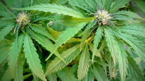 Lanuri cu plante interzise, descoperite de poliţişti. Unde şi-a ascuns cultura un gospodar ingenios din Drochia (FOTO/VIDEO)