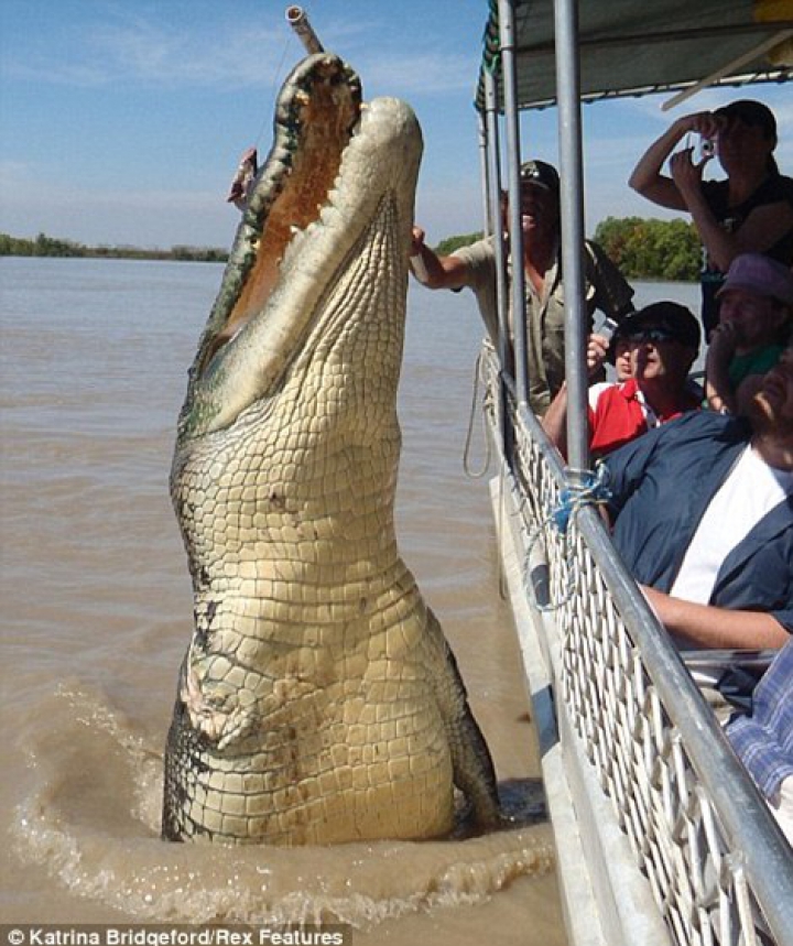 Lupta fiarelor pentru supravieţuire. Un crocodil uriaş a fost văzut mâncând un rechin (GALERIE FOTO) 