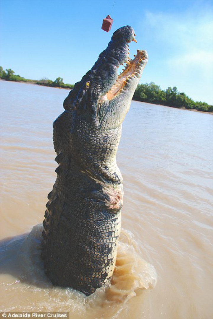 Lupta fiarelor pentru supravieţuire. Un crocodil uriaş a fost văzut mâncând un rechin (GALERIE FOTO) 