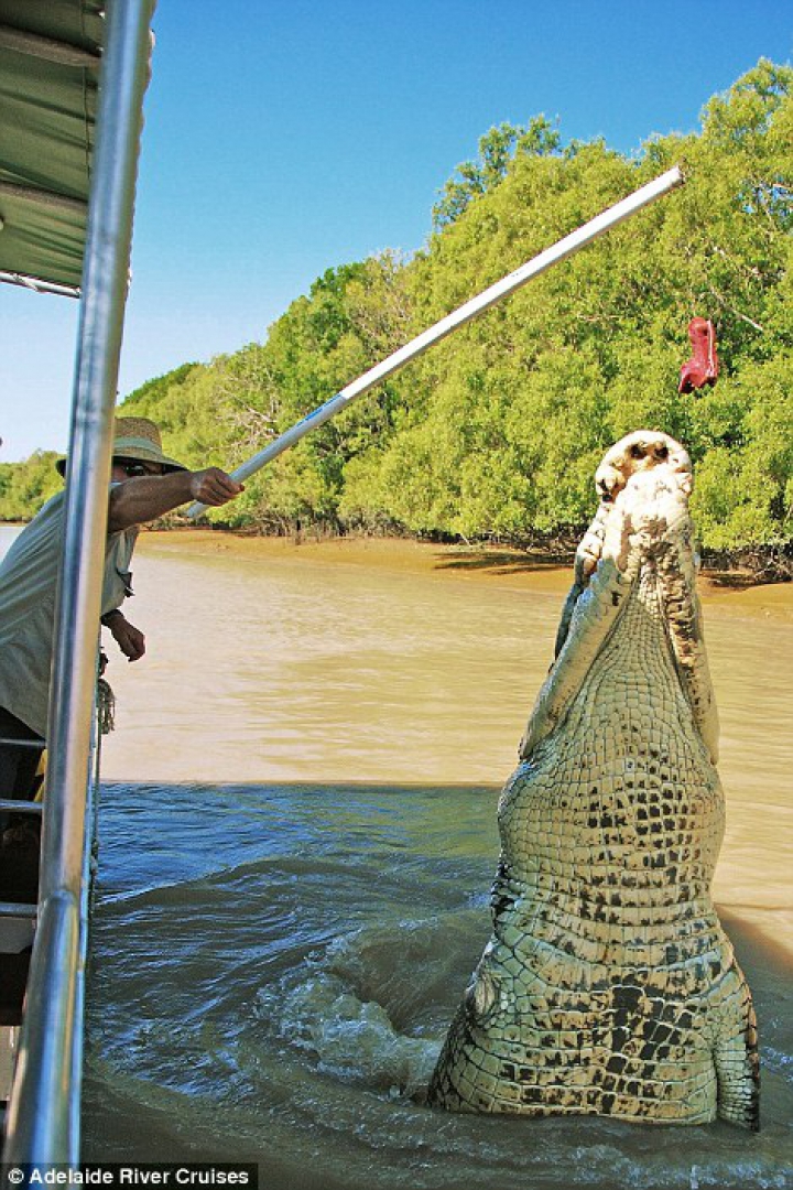 Lupta fiarelor pentru supravieţuire. Un crocodil uriaş a fost văzut mâncând un rechin (GALERIE FOTO) 