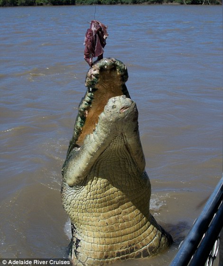 Lupta fiarelor pentru supravieţuire. Un crocodil uriaş a fost văzut mâncând un rechin (GALERIE FOTO) 