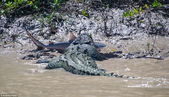 Lupta fiarelor pentru supravieţuire. Un crocodil uriaş a fost văzut mâncând un rechin (GALERIE FOTO) 