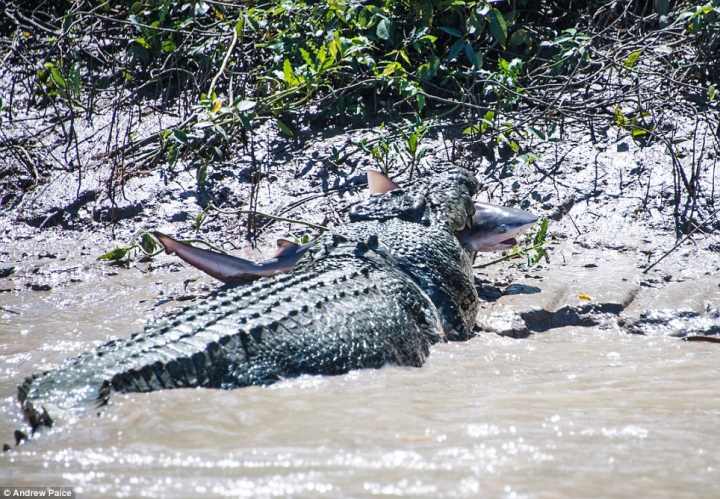 Lupta fiarelor pentru supravieţuire. Un crocodil uriaş a fost văzut mâncând un rechin (GALERIE FOTO) 