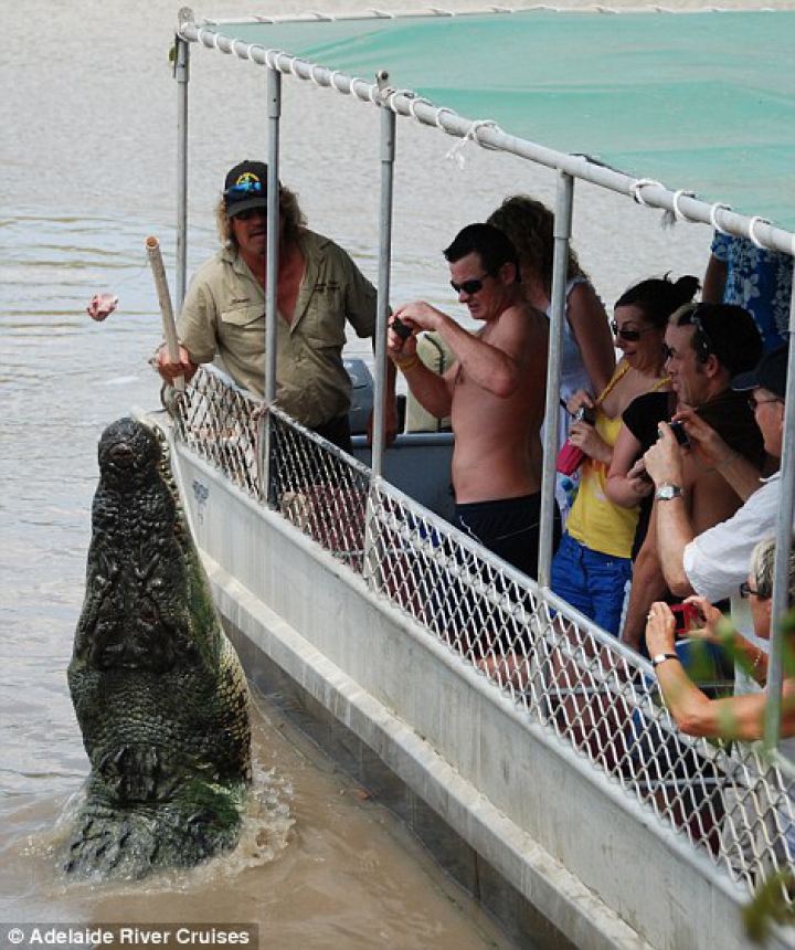 Lupta fiarelor pentru supravieţuire. Un crocodil uriaş a fost văzut mâncând un rechin (GALERIE FOTO) 