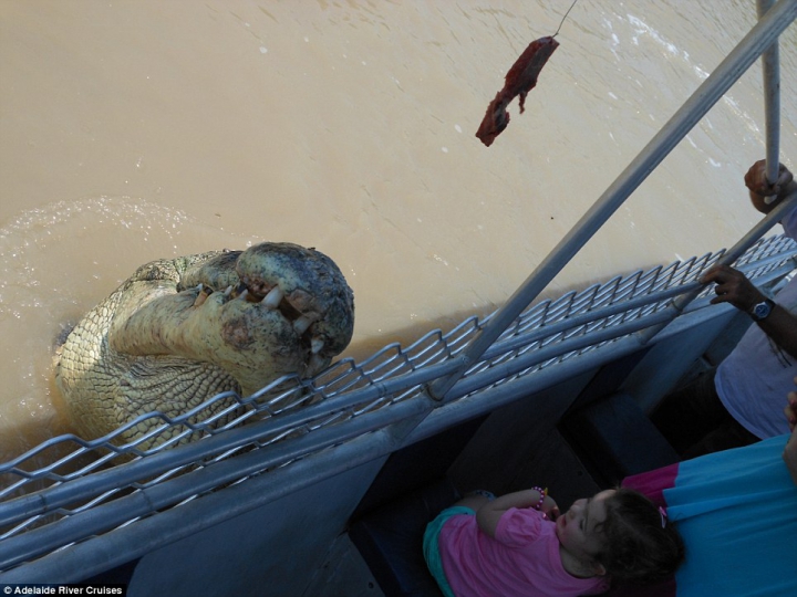 Lupta fiarelor pentru supravieţuire. Un crocodil uriaş a fost văzut mâncând un rechin (GALERIE FOTO) 