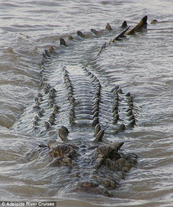 Lupta fiarelor pentru supravieţuire. Un crocodil uriaş a fost văzut mâncând un rechin (GALERIE FOTO) 