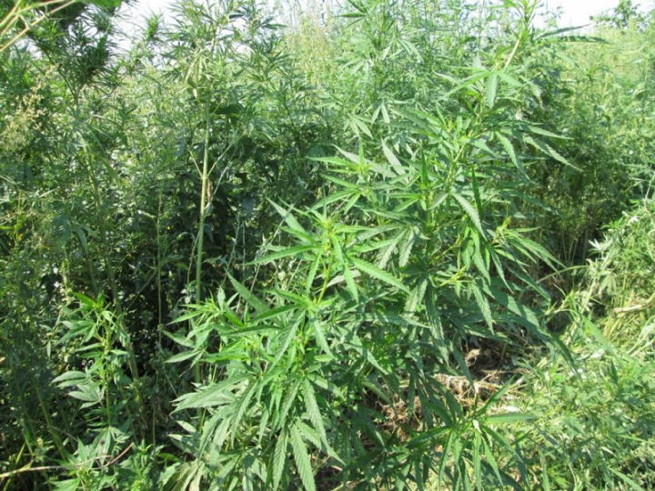 MAC 2014 continuă în forţă. Poliţia de frontieră a depistat un lan de cânepă la Costuleni (FOTO)