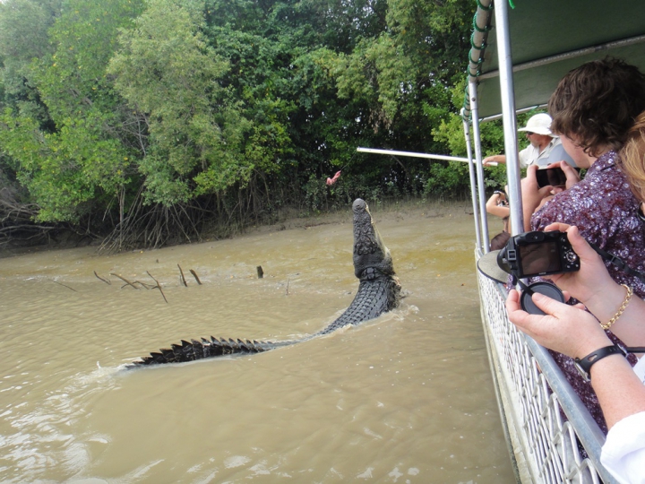 Lupta fiarelor pentru supravieţuire. Un crocodil uriaş a fost văzut mâncând un rechin (GALERIE FOTO) 