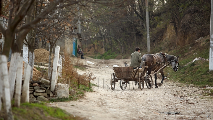 Au furat porumb de pe un teren şi l-au ticsit în căruţă. Cum au fost pedepsiţi făptaşii