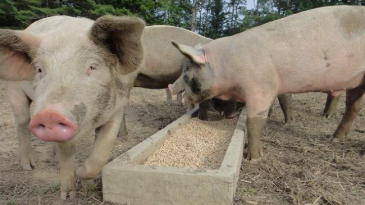 Un focar de pestă porcină africană a fost confirmat într-o gospodărie din Cahul