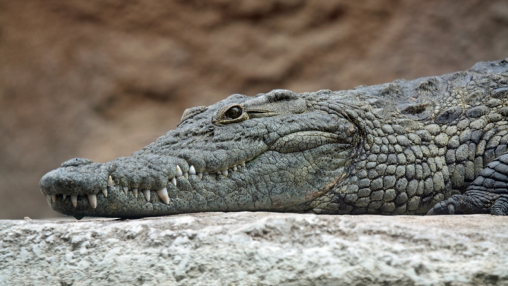 Lupta fiarelor pentru supravieţuire. Un crocodil uriaş a fost văzut mâncând un rechin (GALERIE FOTO) 