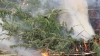 Bilanţul operaţiunii MAC 2014. Poliţiştii au nimicit mii de plante prin ardere (FOTO)