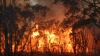 Incendiu de vegetaţie în California.  Autorităţile au mobilizat două elicoptere şi un avion pentru a lupta cu flăcările