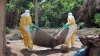 Statele Unite declară război virusului Ebola. 3000 de militari americani vor fi trimişi în Africa de Vest