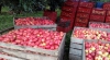 Exporturile de mere şi prune moldoveneşti în Belarus au crescut după embargoul impus de Rusia