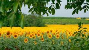 Prognoză îmbucurătoare: Producţia de floarea soarelui va fi mai mare cu circa 10% decât anul trecut