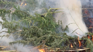 Bilanţul operaţiunii MAC 2014. Poliţiştii au nimicit mii de plante prin ardere (FOTO)