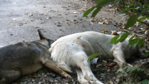 "A fost ca într-un adevărat film de groază!" Cel puţin 50 de câini au murit de vii din cauza unui tânăr