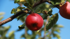 Vicepreşedintele Băncii Mondiale: Merele din Moldova sunt mai bune decât cele din UE