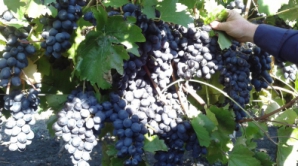 Viticultorii şi vinificatorii nu pot găsi, deocamdată, limbaj comun cu autorităţile (VIDEO)