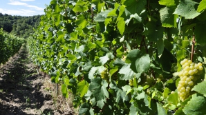 Recoltă mai mică, dar calitate mai mare. Pe podgoriile din satul Mileştii Mici a început recoltarea strugurilor