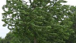 Meteorologii anunţă vânt puternic. Câte grade vom avea în termometre în următoarele zile