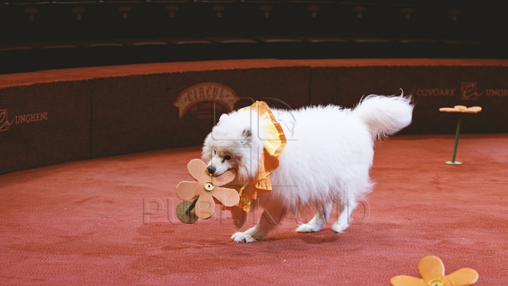 Circul din Chişinău aşteaptă copiii la o nouă stagiune (GALERIE FOTO)