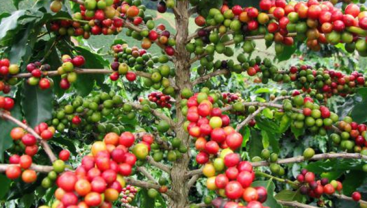 Cel mai valoros produs agricol din lume. Ce au descoperit cercetătorii în genomul plantei de cafea