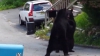 Doi urşi s-au bătut în plină stradă! Imaginile au devenit virale pe Internet (VIDEO)