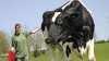 Nimeni nu ştie de ce este atât de înaltă vaca aceasta, dar turiştii fac poze cu ea (VIDEO)