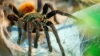 O specie de păianjeni din Brazilia au fost numiţi în cinstea unui regretat membru al formaţiei The Beatles