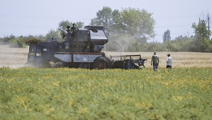 Rezultate îmbucurătoare în agricultură. Recolta din acest an este mai bogată ca roada din anul trecut