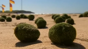 ''Extratereştri'' pe o plajă din Australia. Mai multe persoane au observat sfere bizare de culoare verde