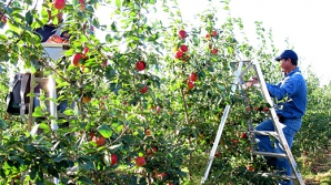 Guvernul va plăti mai puţini bani ca despăgubiri pentru restricţia Rusiei de a importa mere