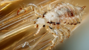 INVAZIE de păduchi în şcoli şi grădiniţe! Ce recomandă specialiştii