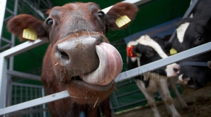 Doi bărbaţi au furat o bovină, dar au ajuns pe mâna poliţiei. Indivizii au fost prinşi sub un pod