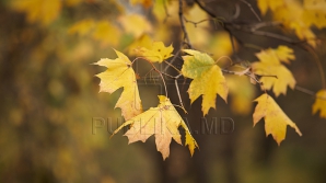 Gata cu zilele calde. Îmbrăcaţi-vă mai gros pentru că Brumărel îşi intră în drepturi