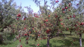 Producătorii agricoli afectaţi de embargoul rusesc vor primi compensaţii după un anumit principiu. Cine vor fi beneficiarii