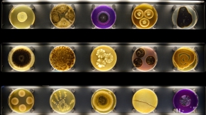 Olandezii au deschis un muzeu dedicat celor mai vechi fiinţe de pe Terra