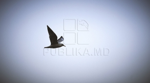 Vremea de toamnă pune stăpânire pe Moldova. Sunt recomandate umbrelele şi hainele de iarnă