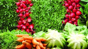 Produse ecologice şi sport la Edineţ. Oamenii se învaţă să trăiască sănătos