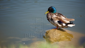 Ciuruit de gloanţe pentru că a furat o raţă. S-a întâmplat în satul Ustia, raionul Dubăsari